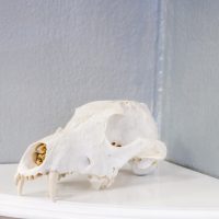 skull on table