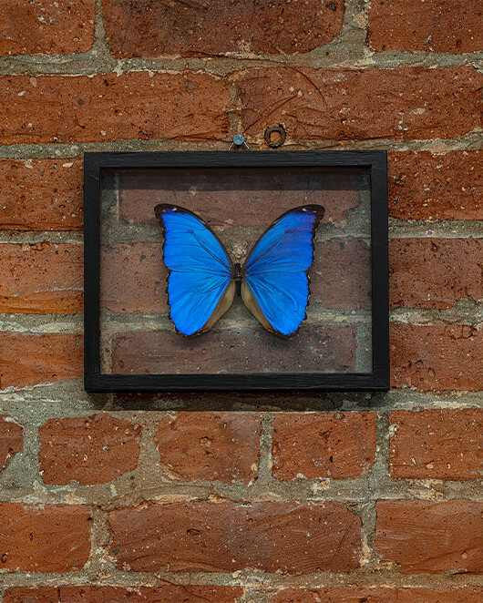 image of a blue butterfly at our Columbus Circle location