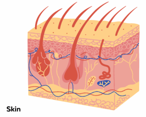 diagram of skin layers